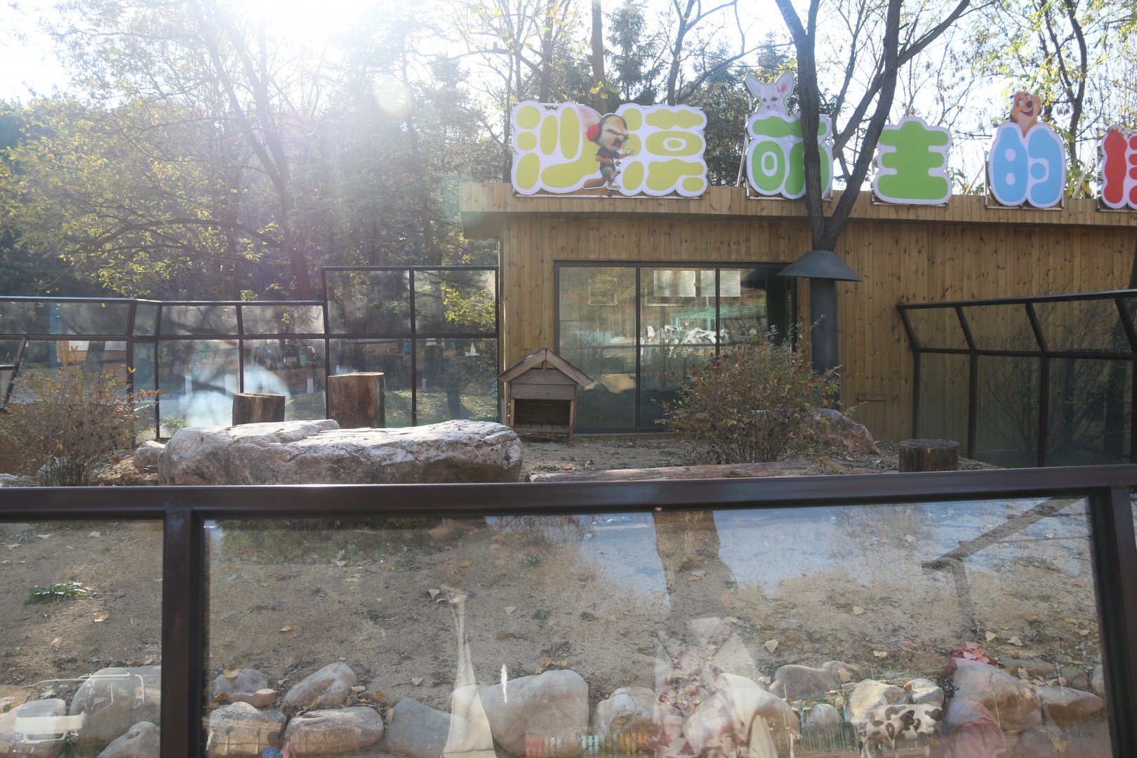 Exhibit of fennec foxes