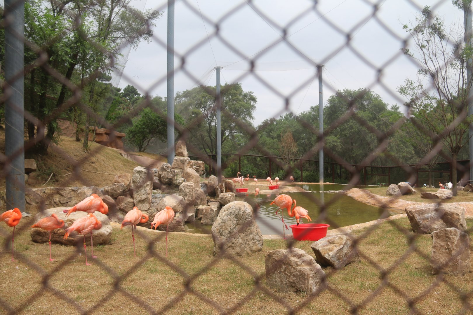 Exhibit of flamingos and ibis(2023)