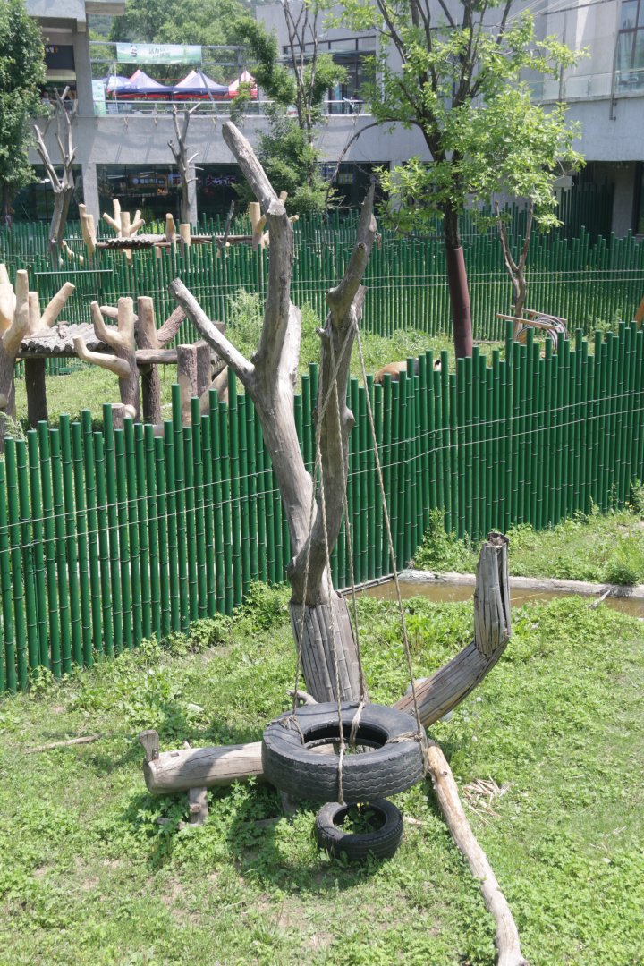 Exhibit of gianr pandas