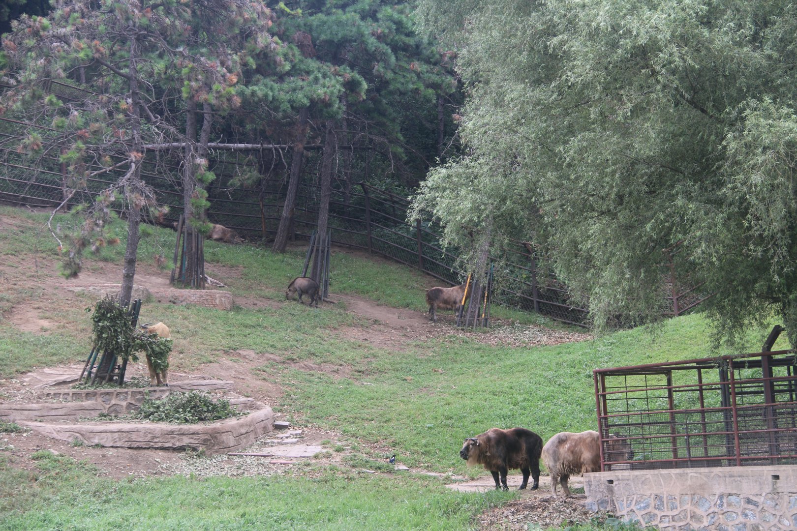 Exhibit of golden takins and sichuan takins