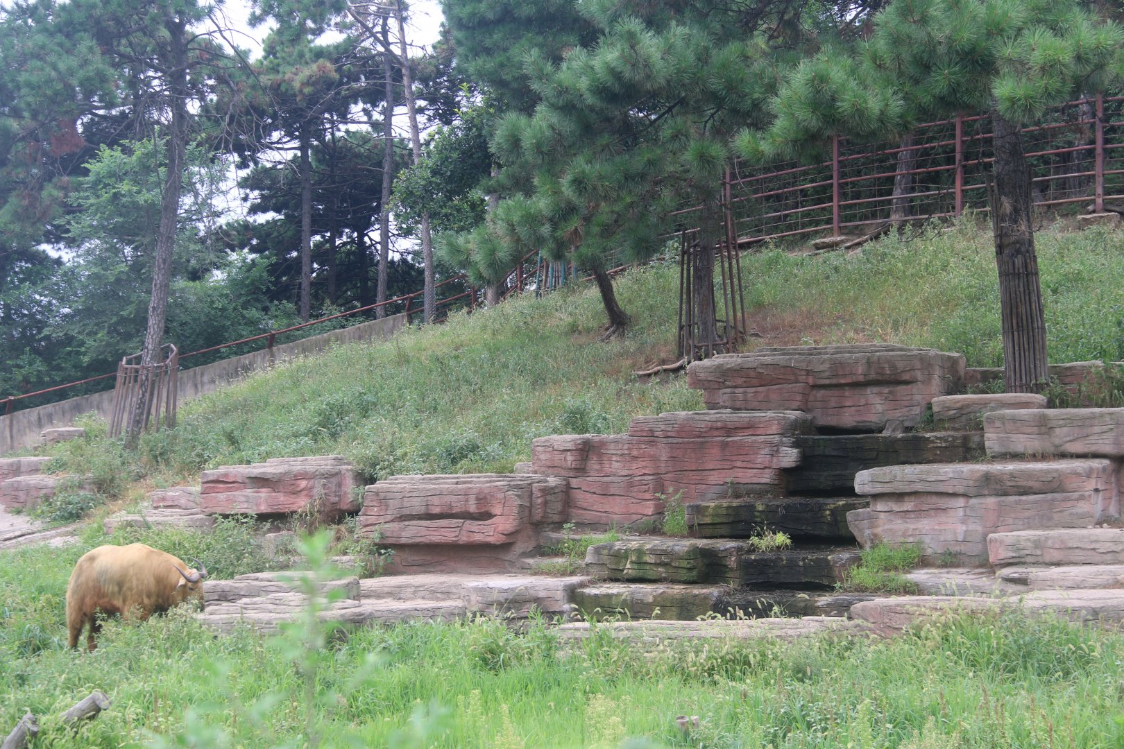 Exhibit of golden takins