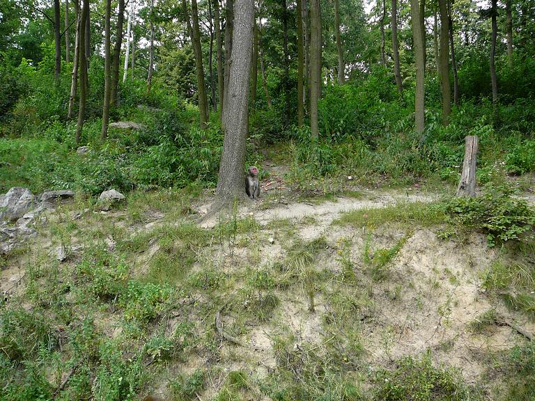 Exhibit of Japanese macaques