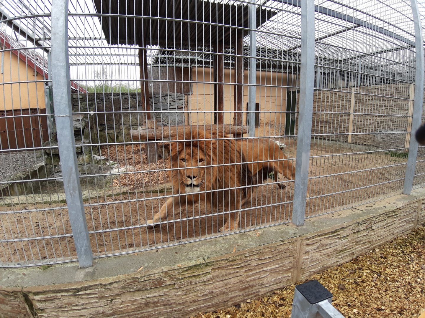 Exhibit of lions and pumas