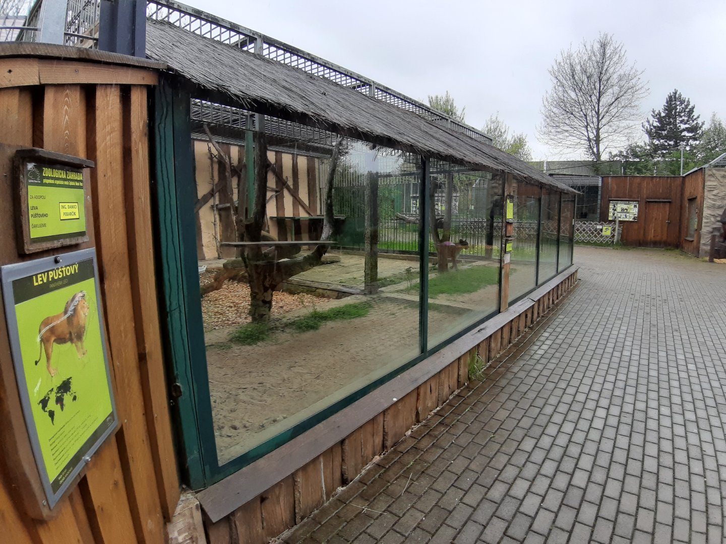 Exhibit of lions and pumas