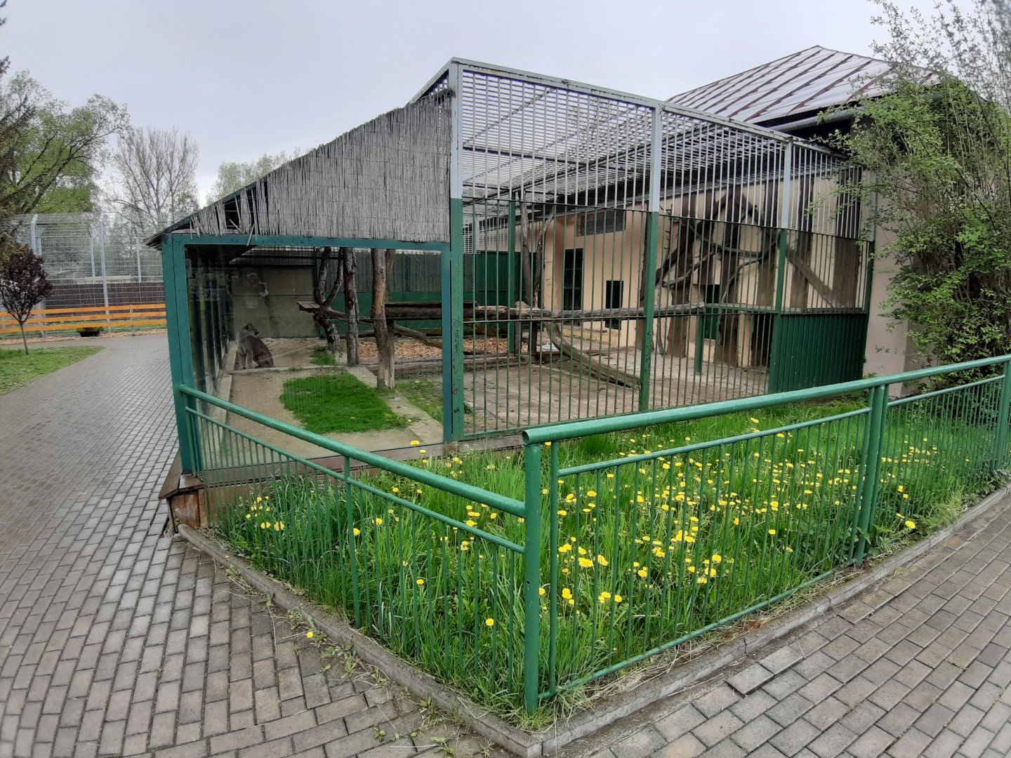 Exhibit of lions and pumas