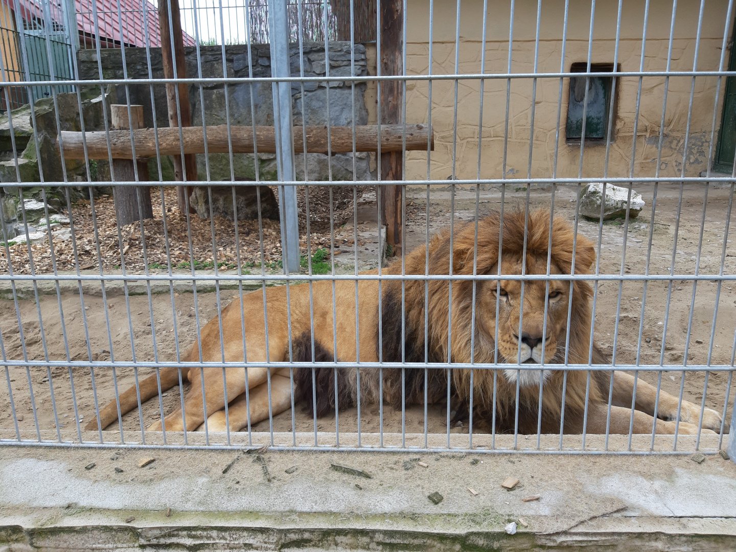 Exhibit of lions and pumas