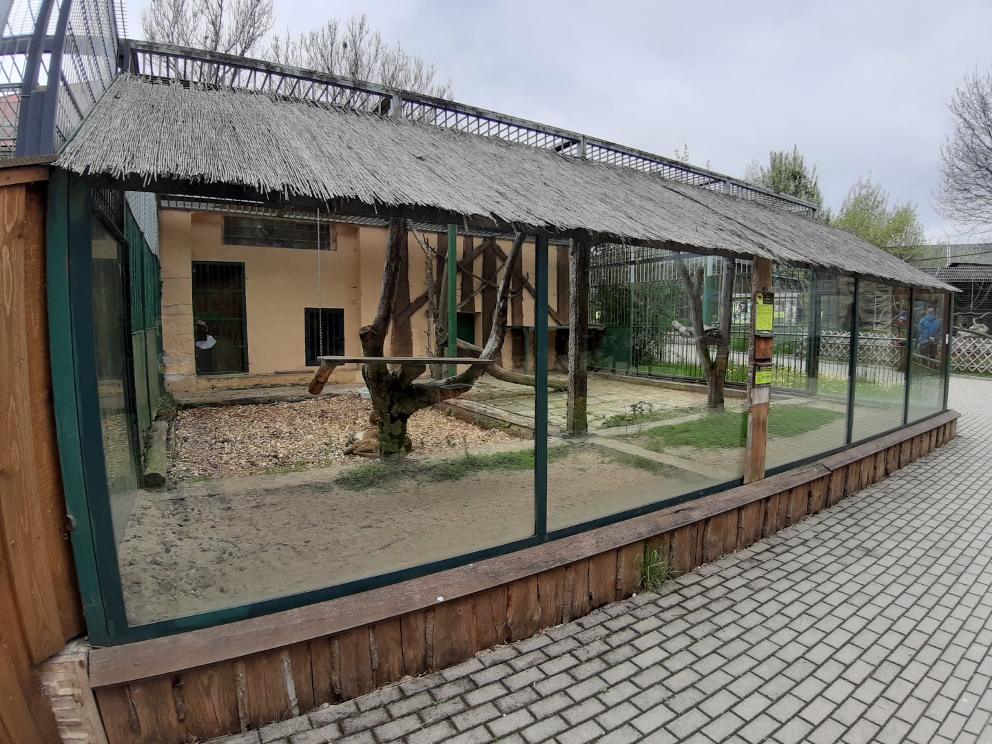 Exhibit of lions and pumas