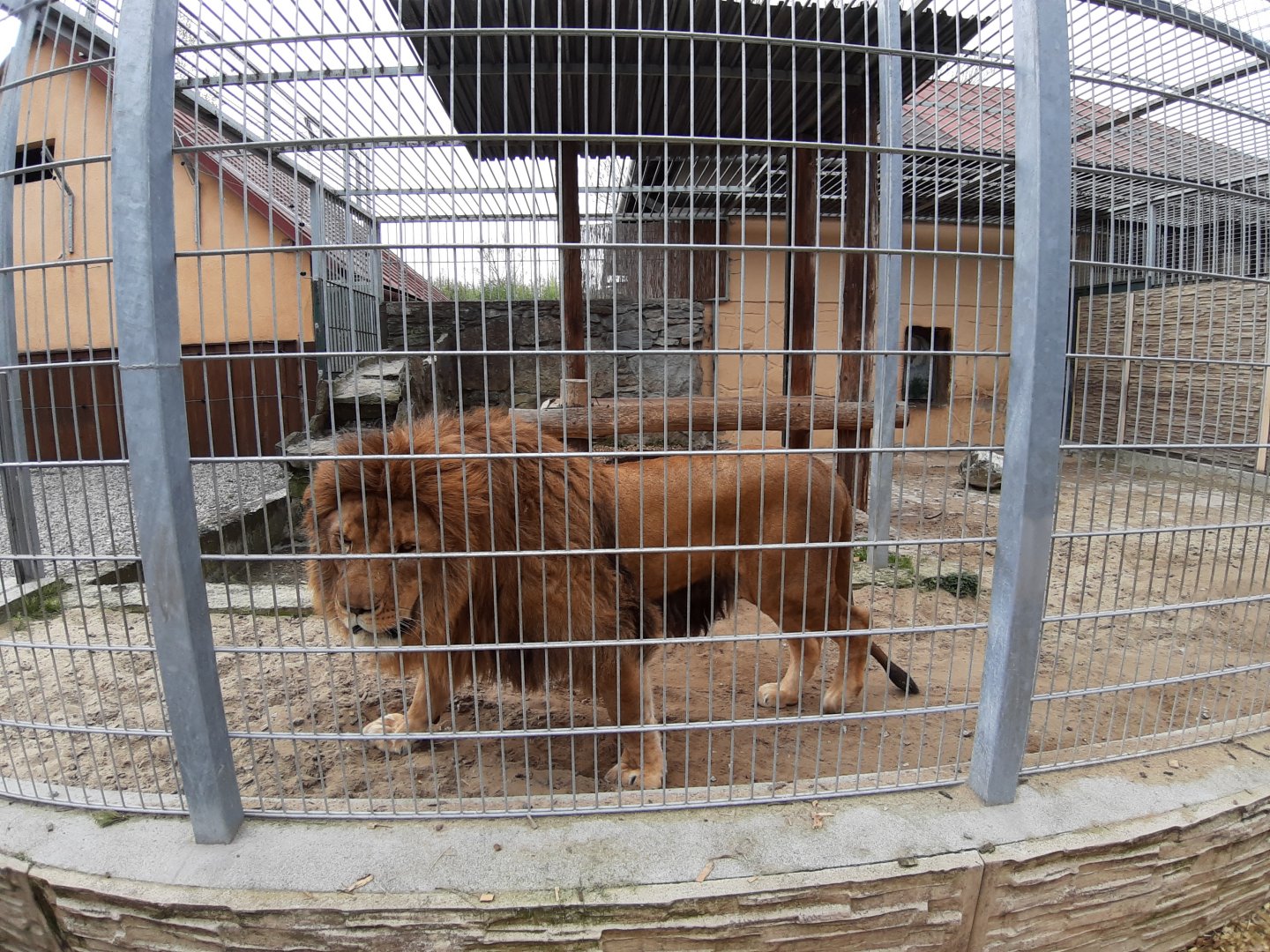 Exhibit of lions and pumas