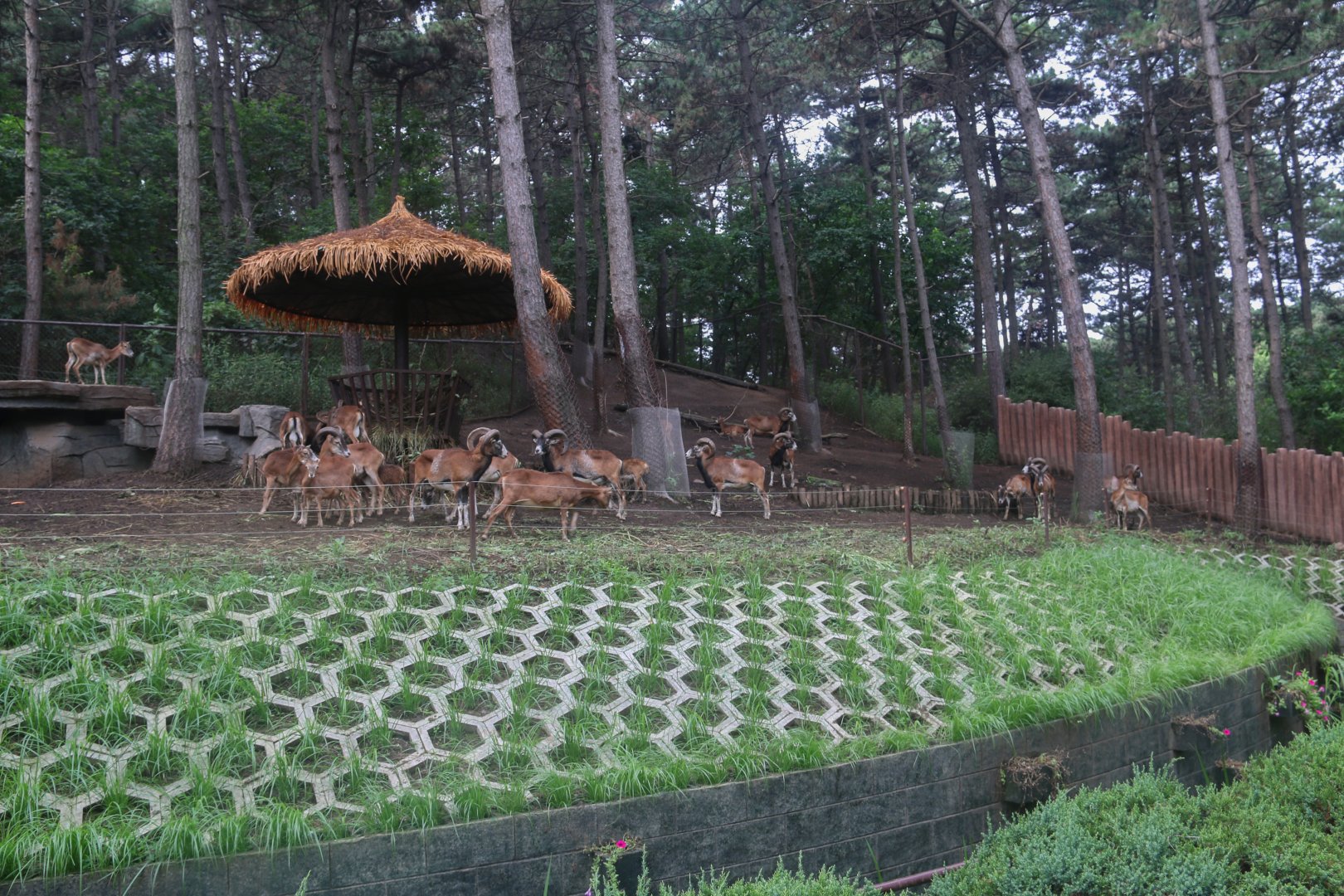 Exhibit of muflons(2021)