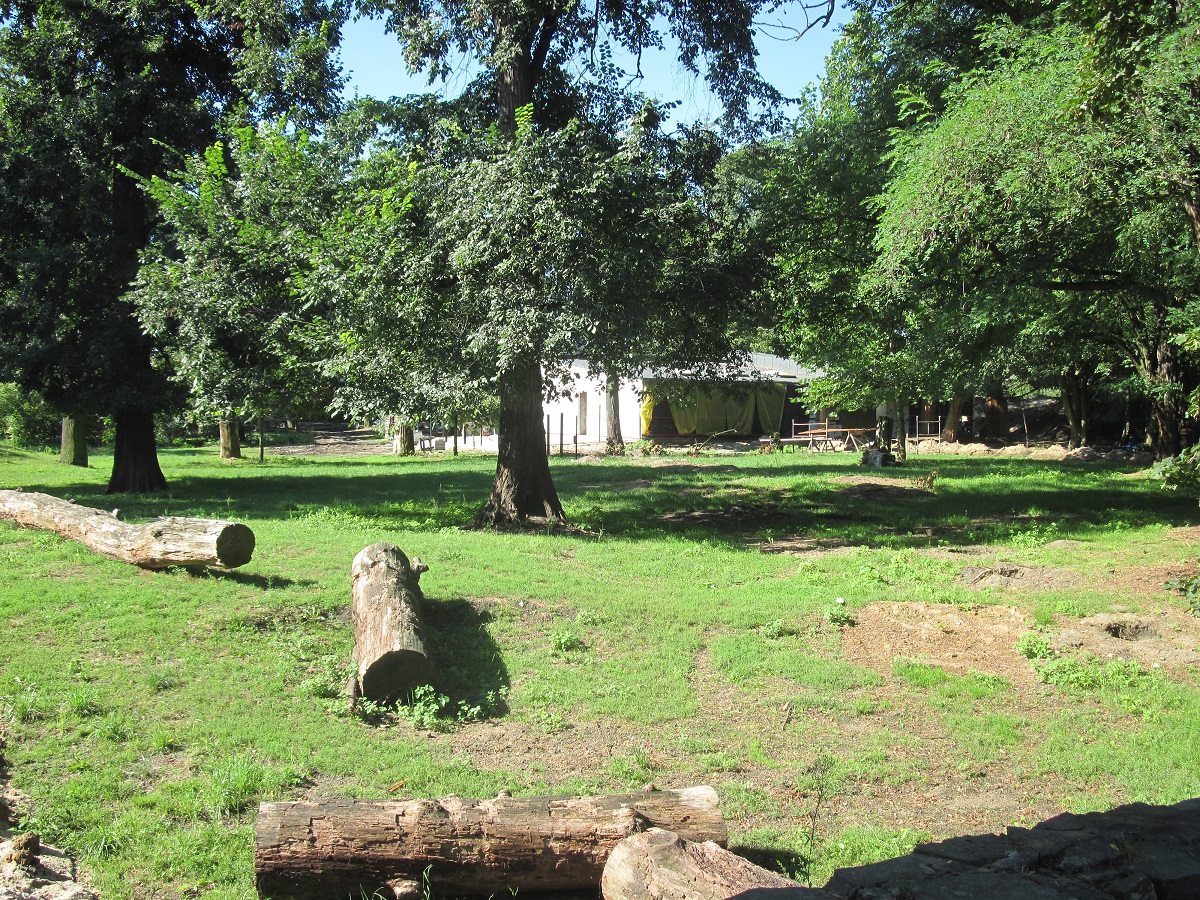 Exhibit of okapis and red river hogs - construction site