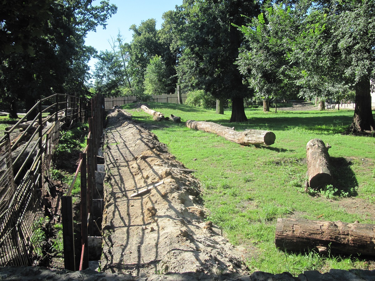 Exhibit of okapis and red river hogs - construction site