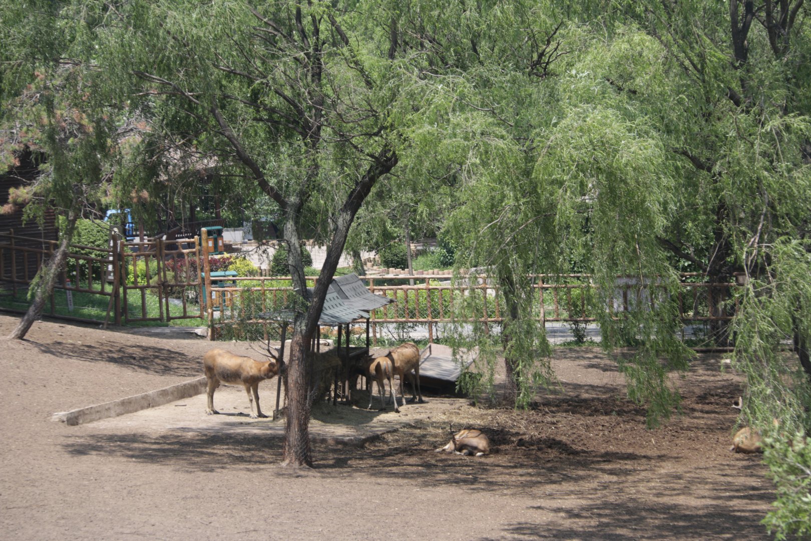 Exhibit of pere david's deers