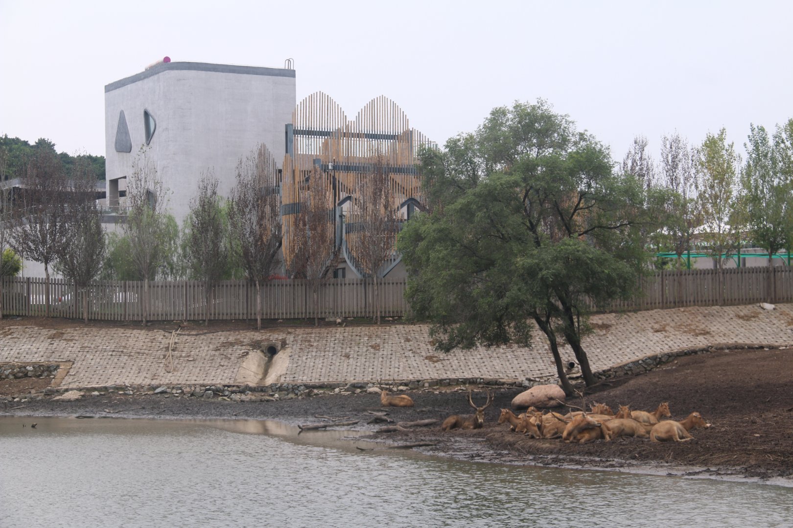 Exhibit of pere david's deers
