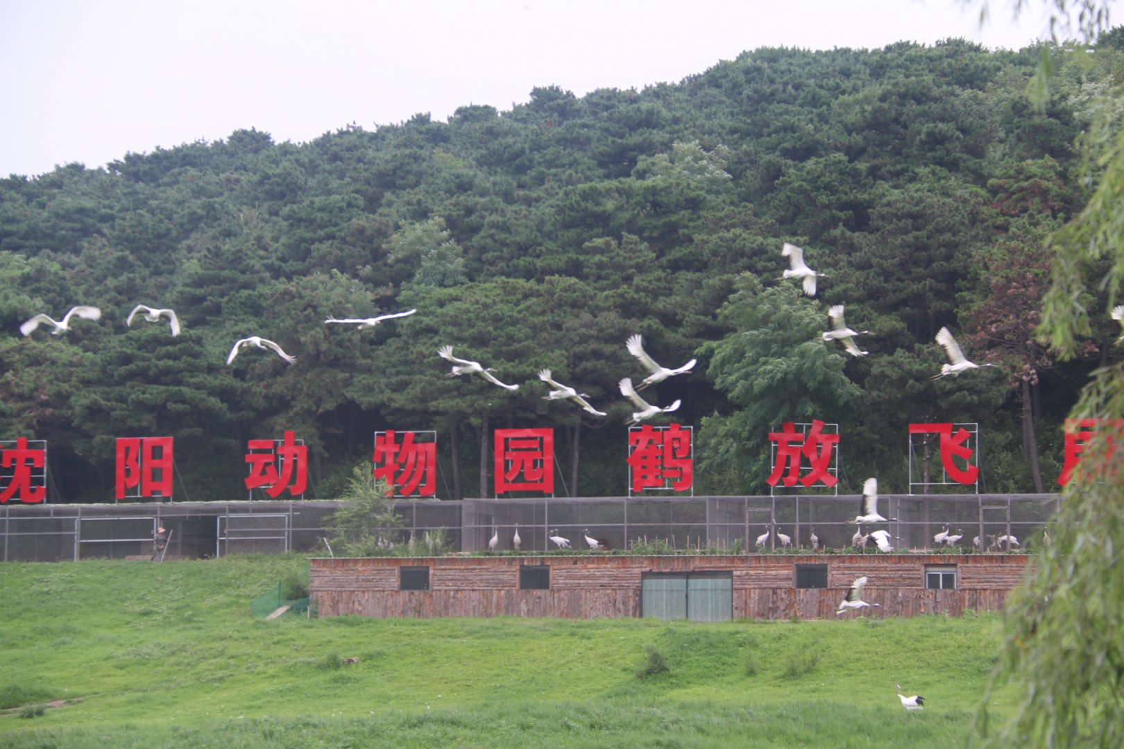 Exhibit of red-crowned cranes