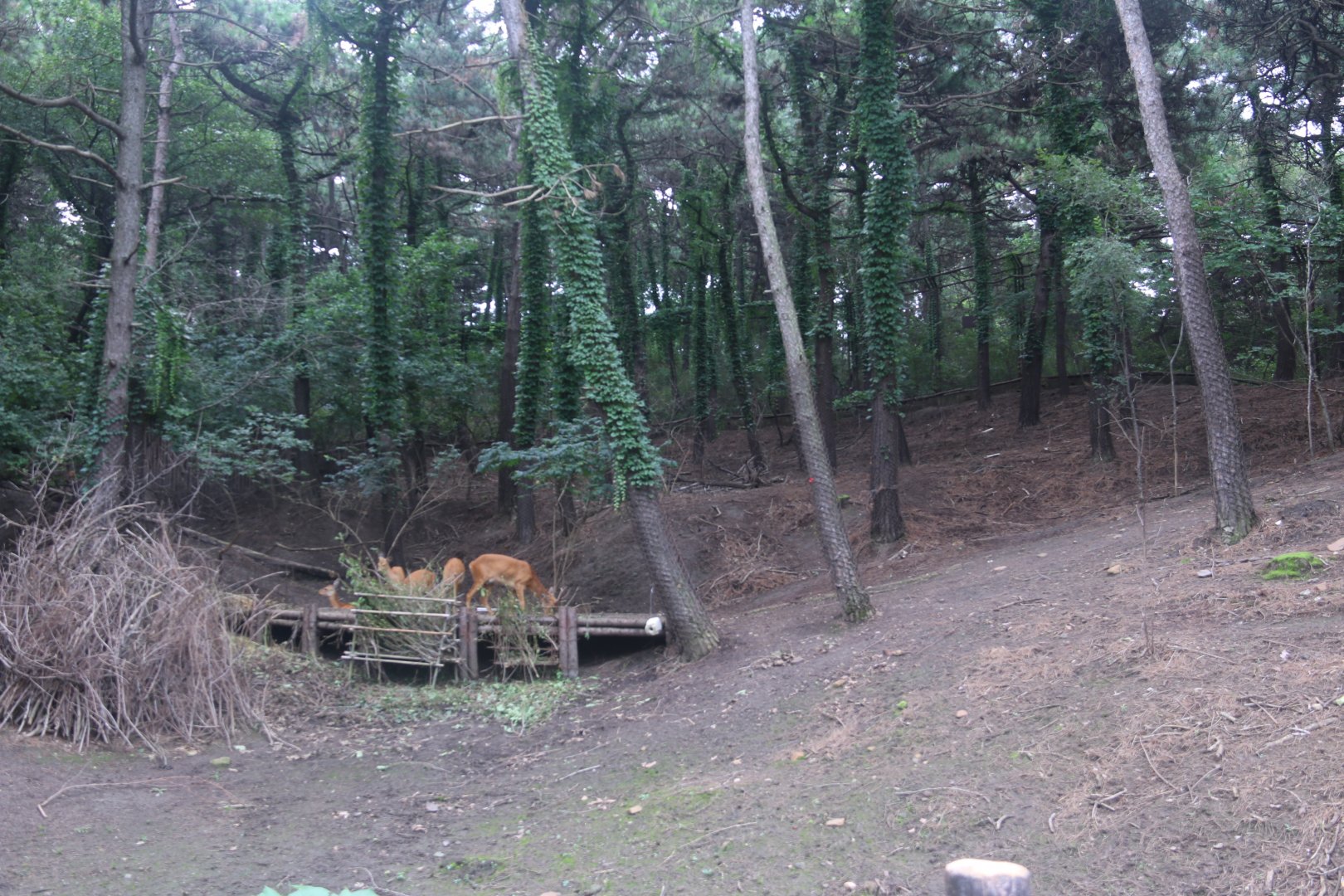 Exhibit of roe deers (2021)