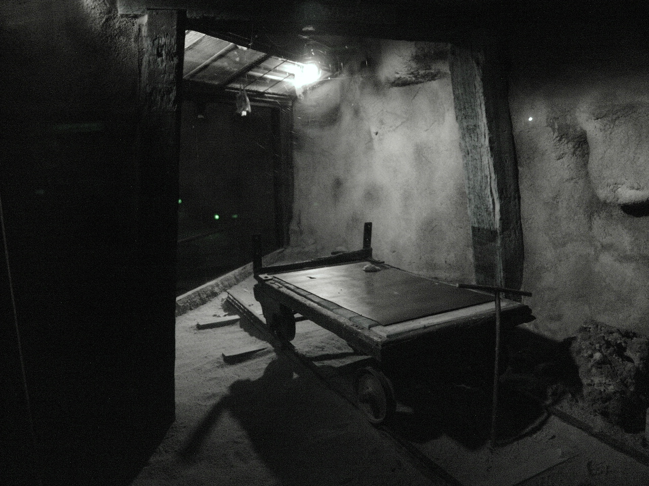 Exhibit of the Ghost Bats (Macroderma gigas)