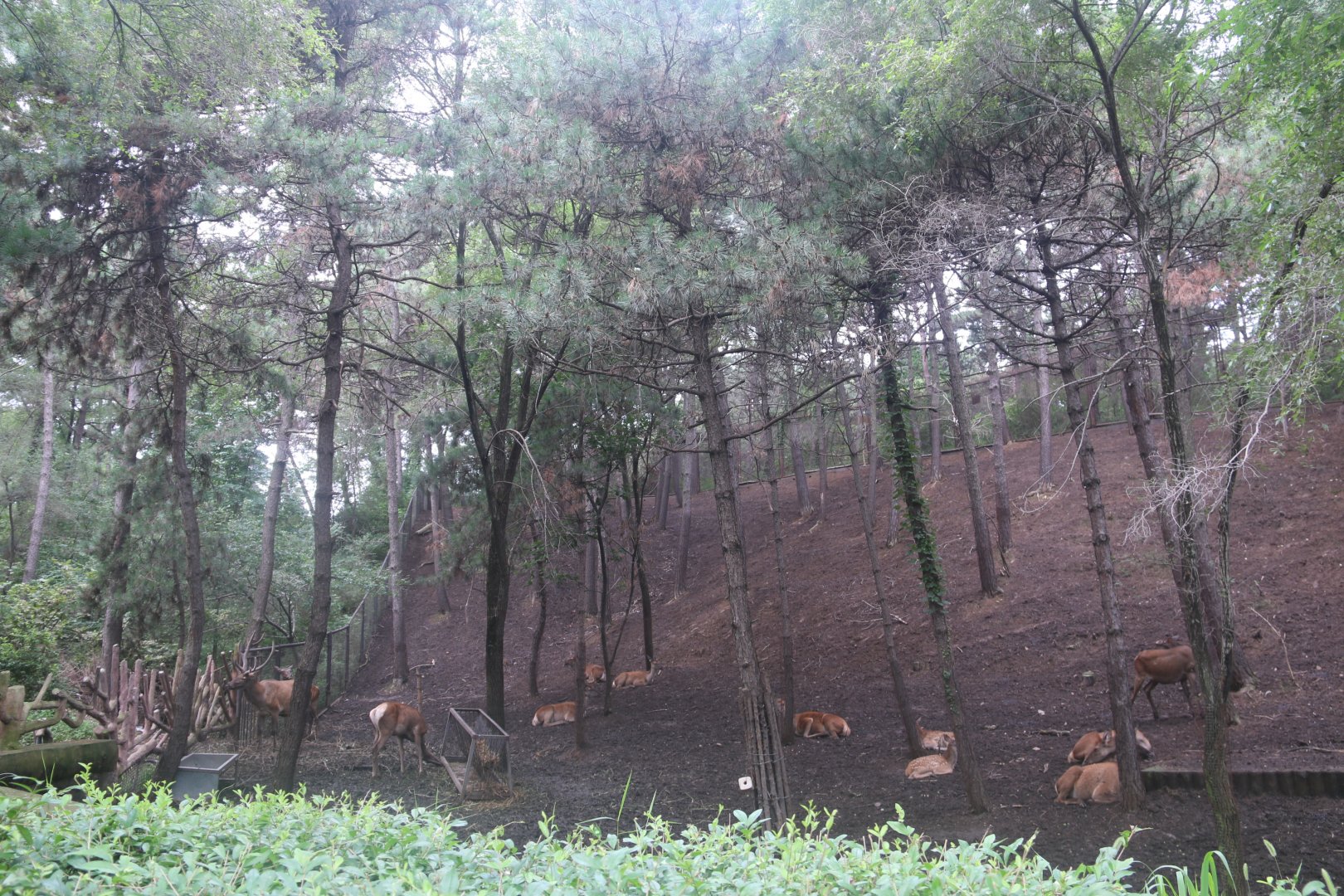 Exhibit of wapitis(2021)