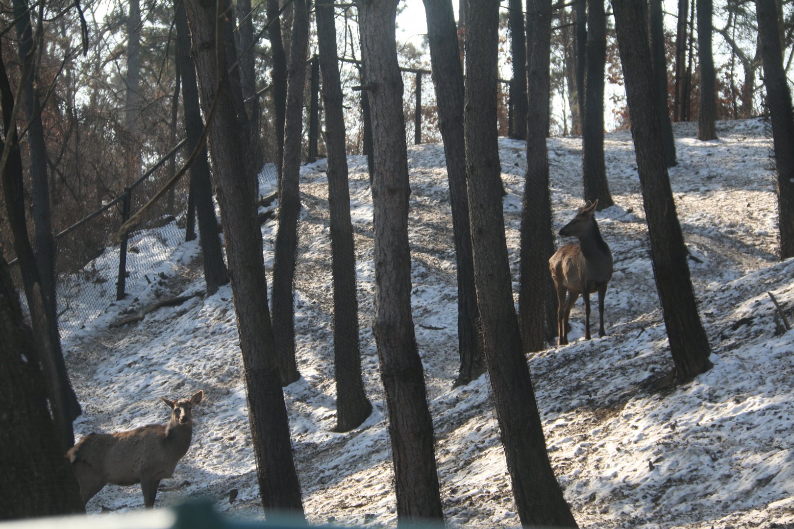 Exhibit of wapitis(February)