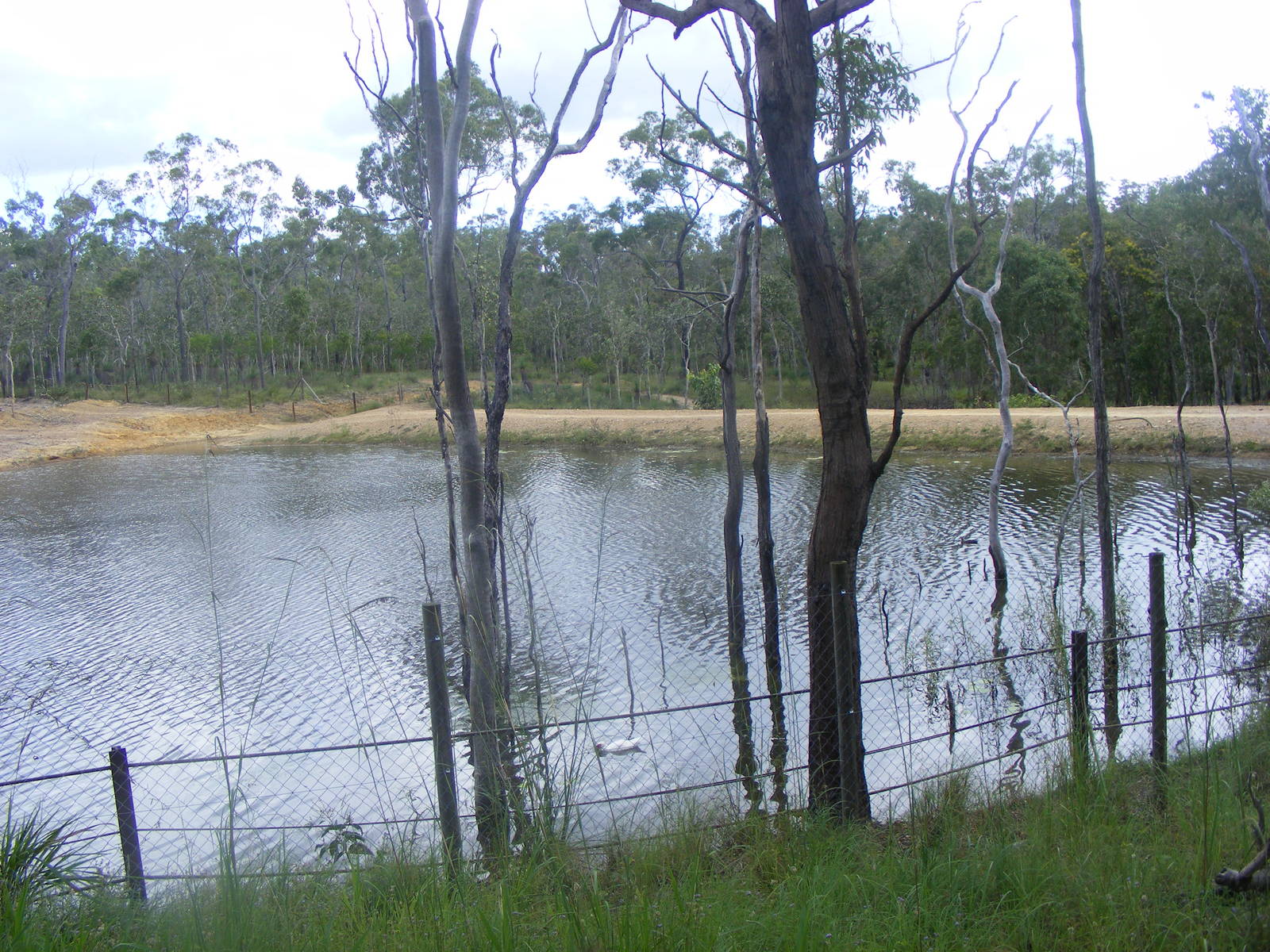 Exhibit-Southern White Rhino-Cairns Wildlife Safari Reserve-April, 2009