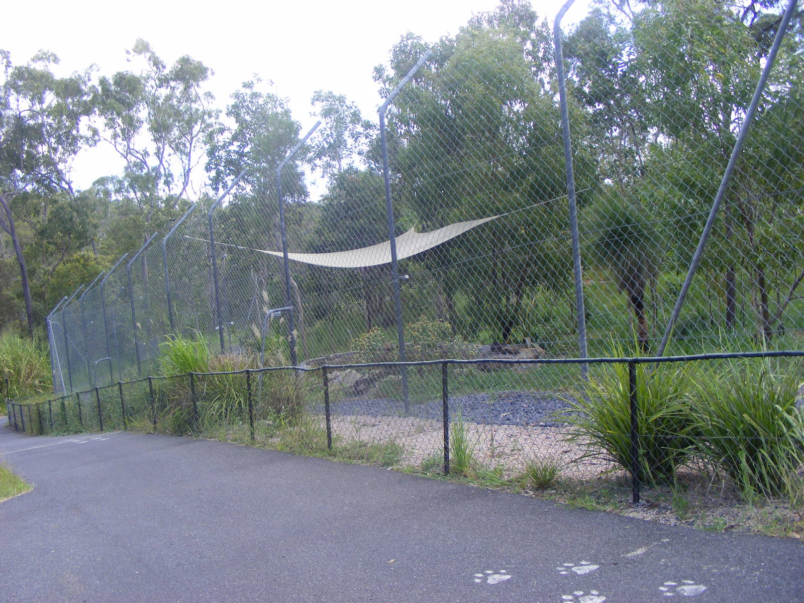 Exhibit-Sumatran Tiger-Cairns Wildlife Safari Reserve-April, 2009