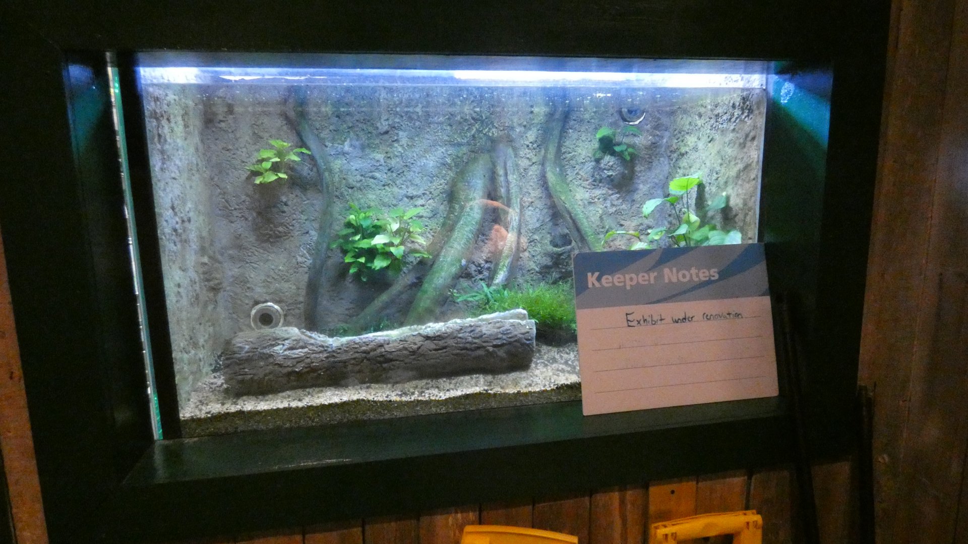 Exhibit Under Construction, Wild Florida - June 2022