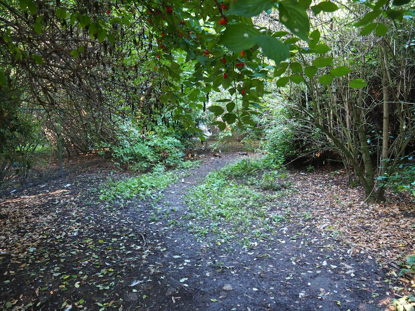Exhibit with a single red-crowned crane (Sep 2nd, 2018)