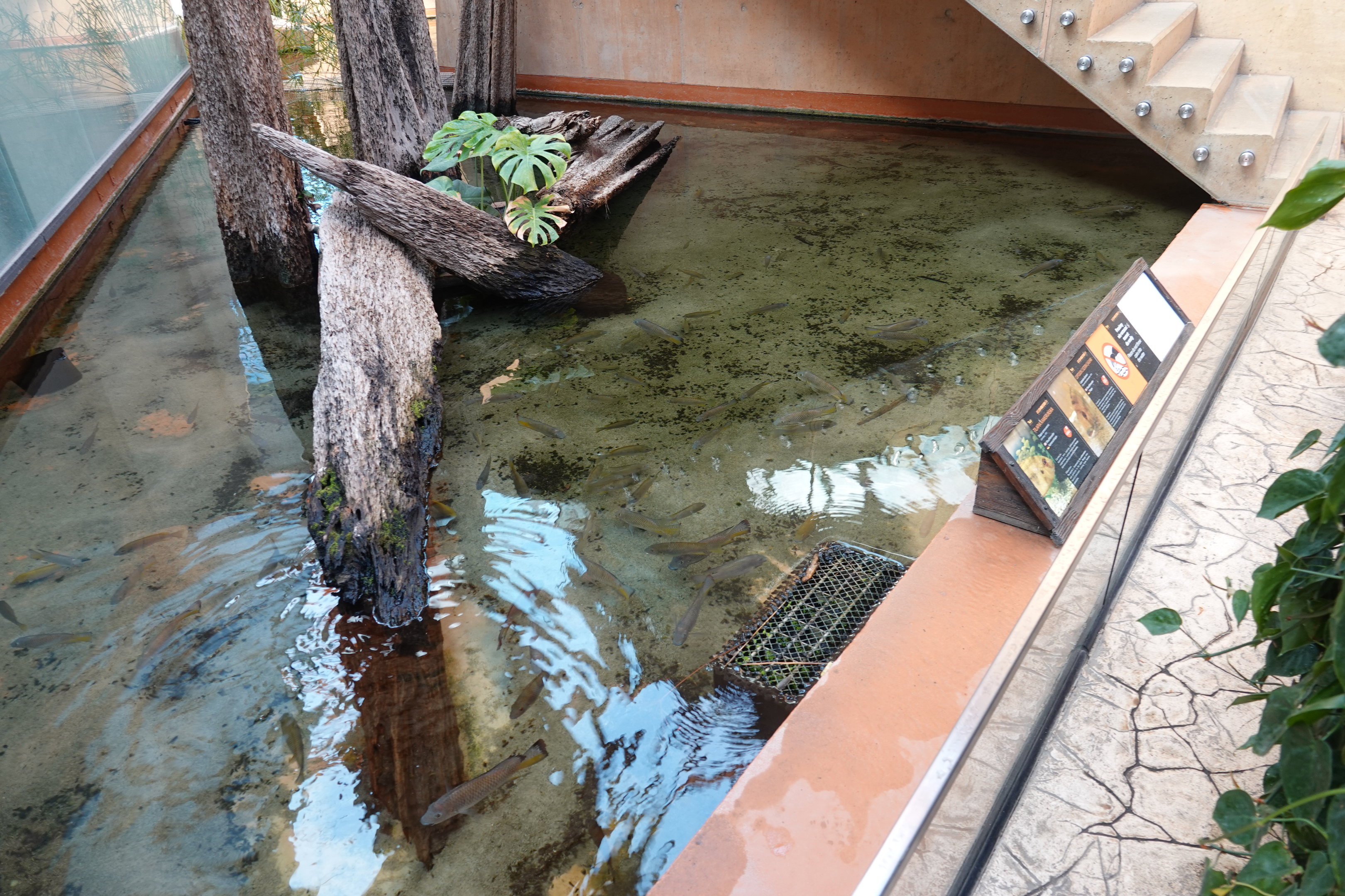 Exhibit with cichlids in the foyer