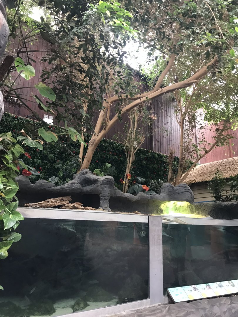 Exhibit within Orangutan Forest 050819