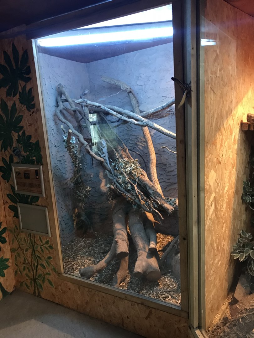 Exhibit within Reptile House 170219