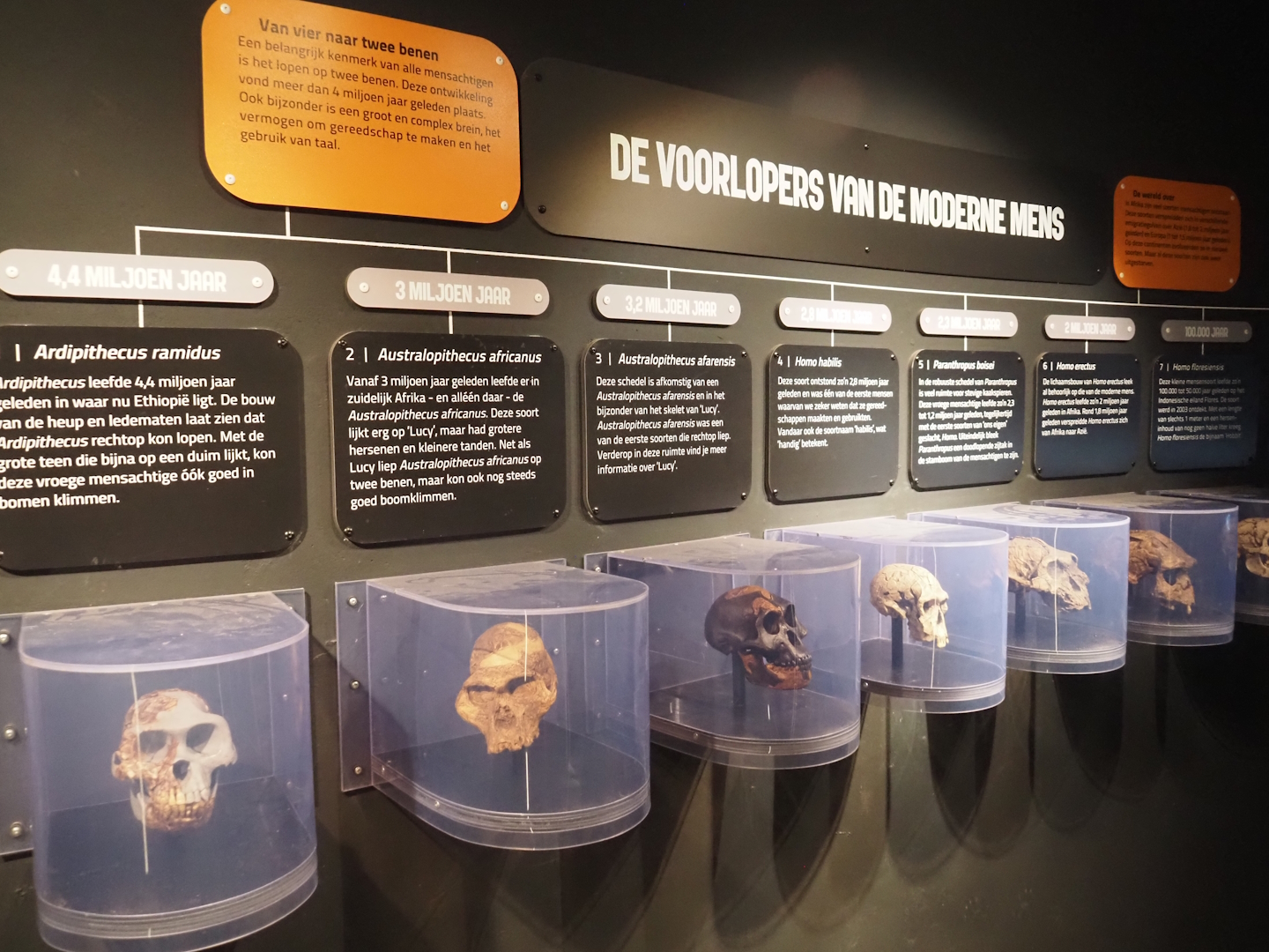 Exhibition about hominids in the bonobo building - Display of hominid skulls, 2024-08-18