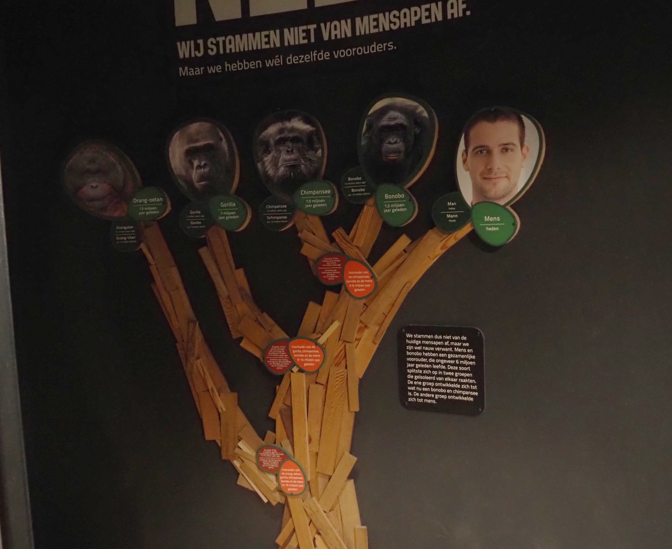 Exhibition about hominids in the bonobo building - Hominidae family tree, 2024-08-18