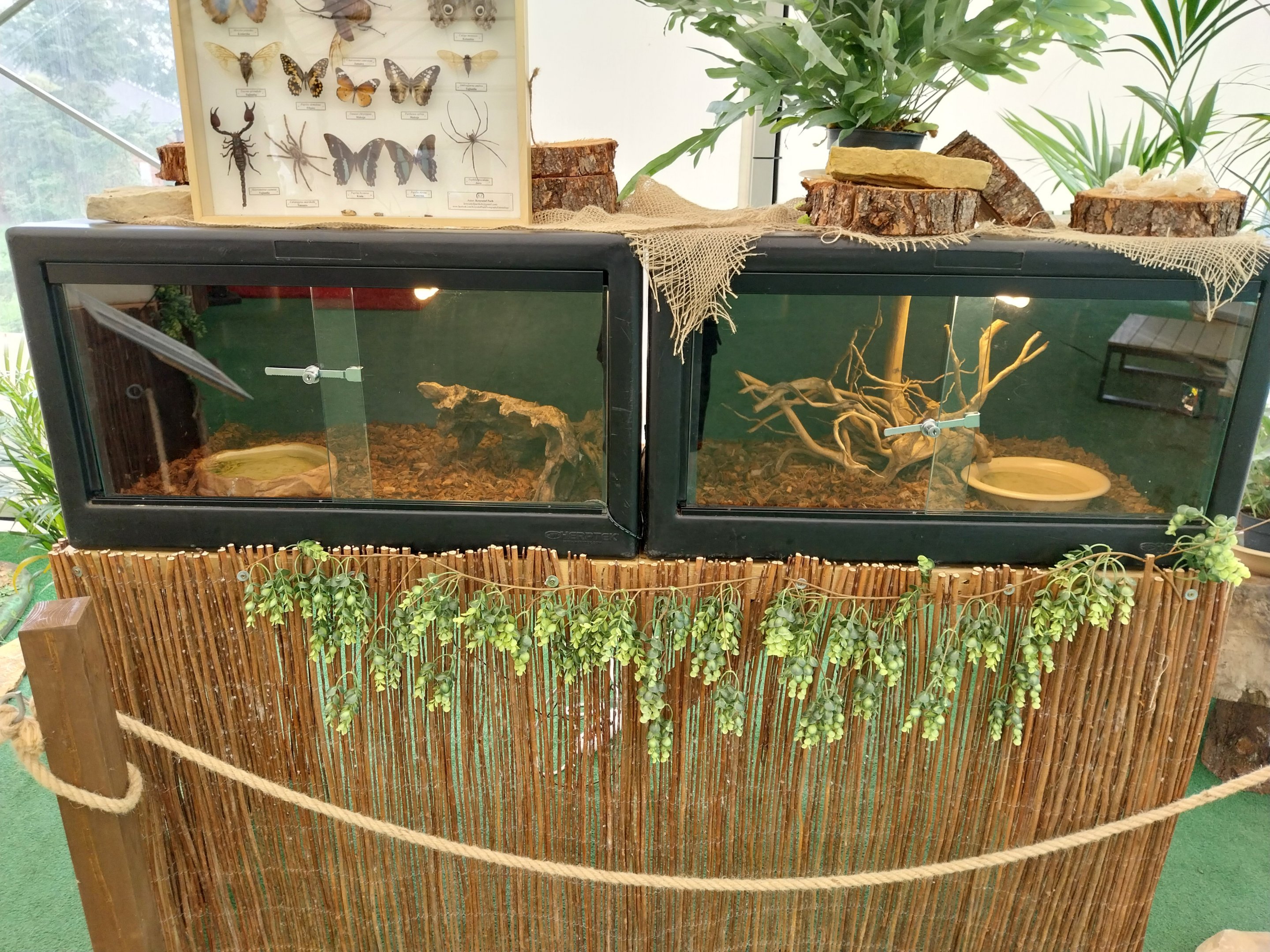 Exhibition area - Ball Python (Python regius)