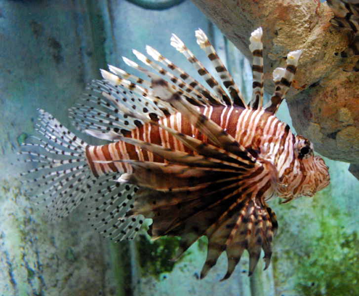 Exhibits at the Aquarium