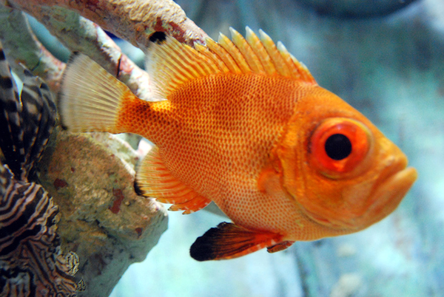 Exhibits at the Aquarium