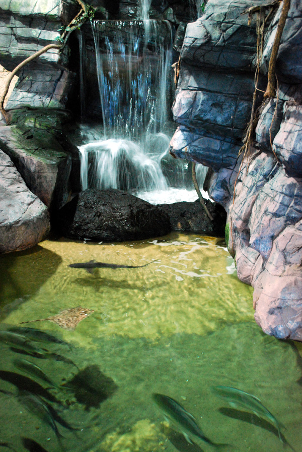 Exhibits at the Aquarium