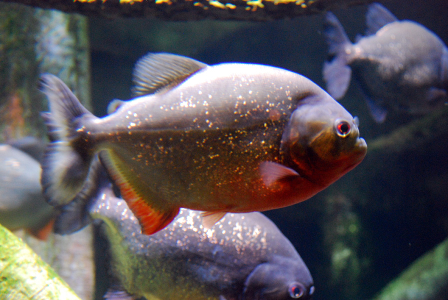 Exhibits at the Aquarium