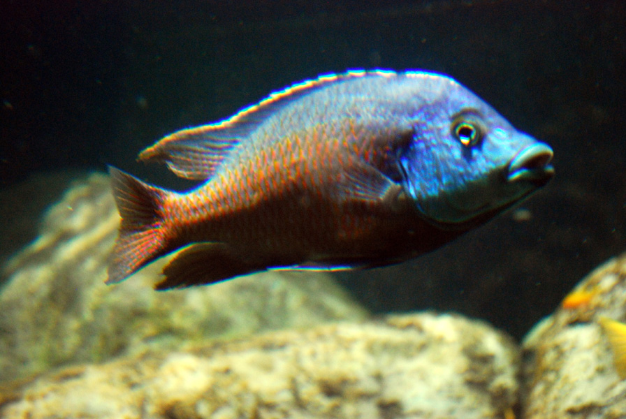 Exhibits at the Aquarium