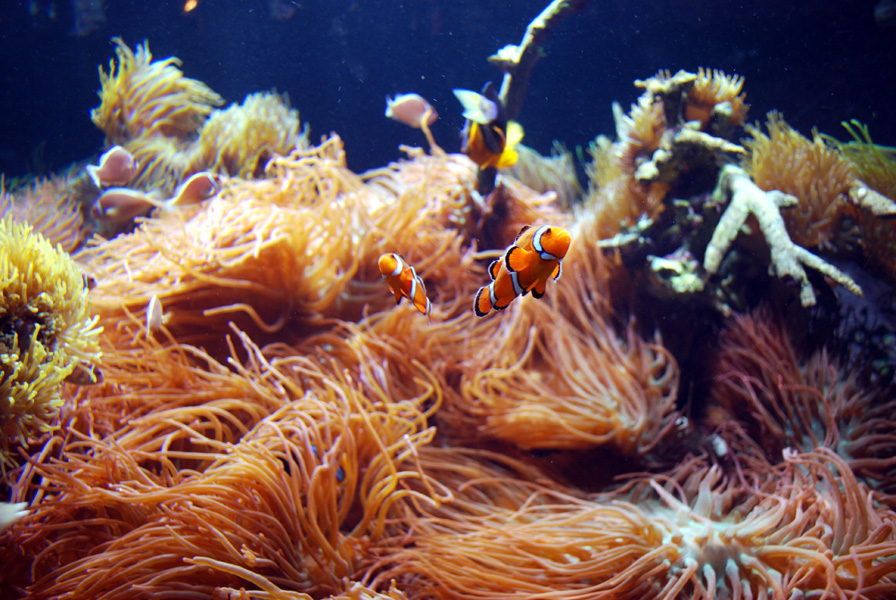 Exhibits at the Aquarium