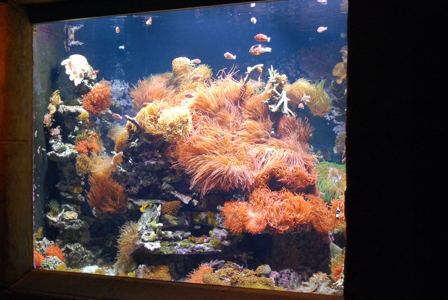Exhibits at the Aquarium