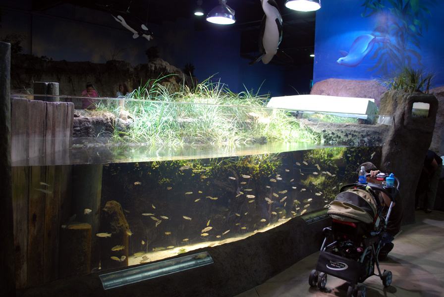 Exhibits at the Aquarium