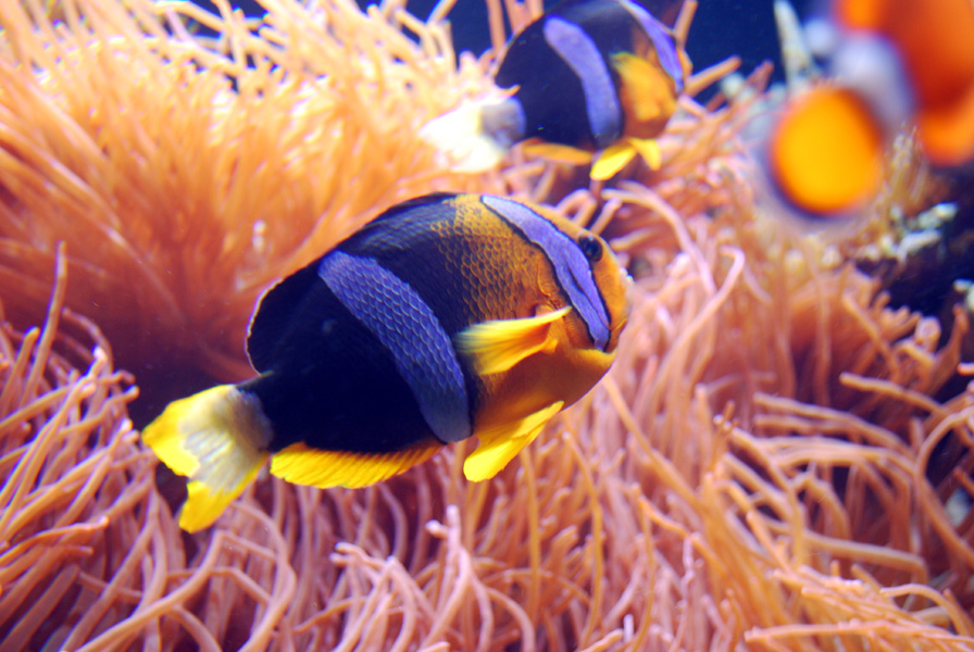 Exhibits at the Aquarium