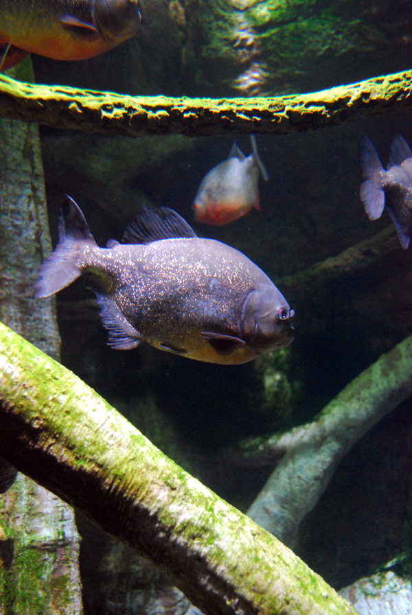 Exhibits at the Aquarium