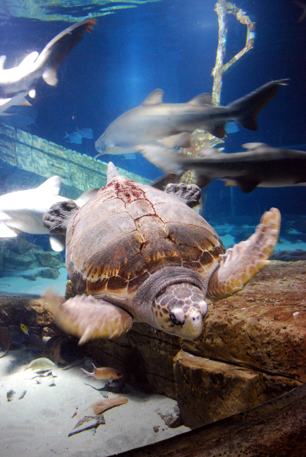 Exhibits at the Aquarium