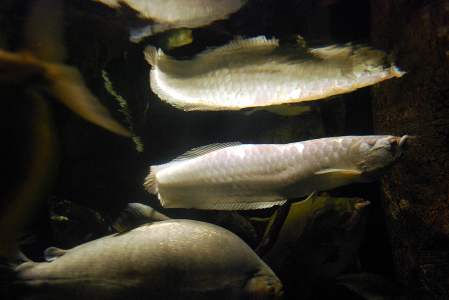 Exhibits at the Aquarium