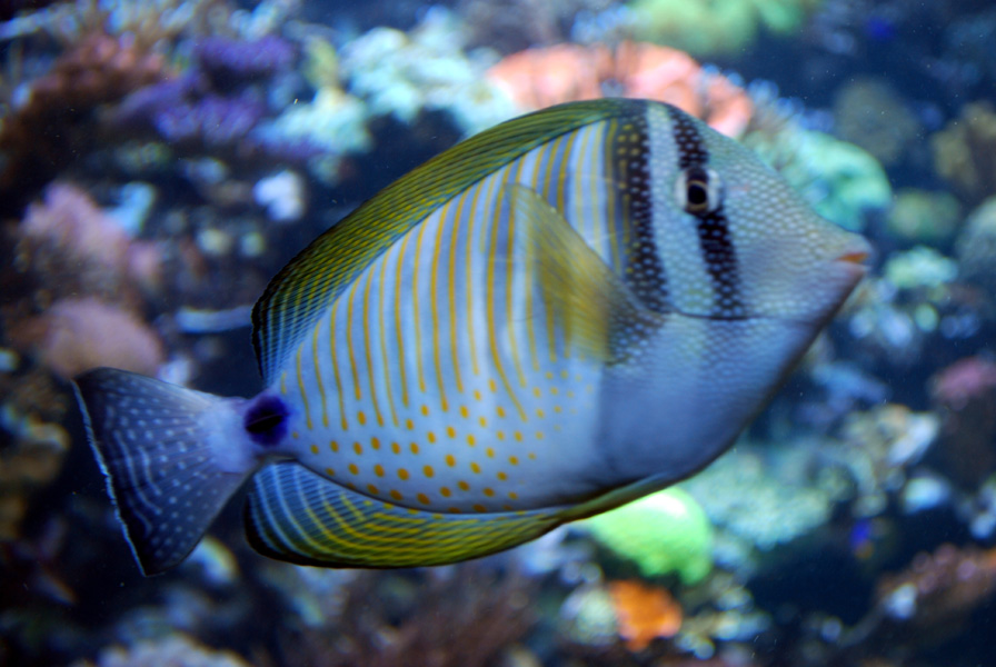 Exhibits at the Aquarium