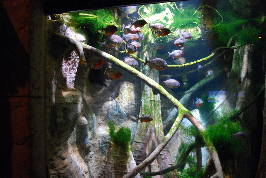 Exhibits at the Aquarium