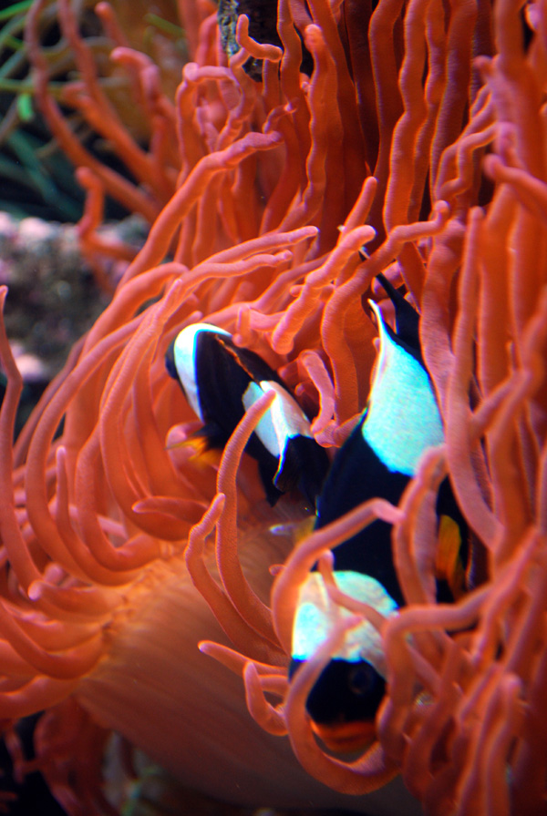 Exhibits at the Aquarium
