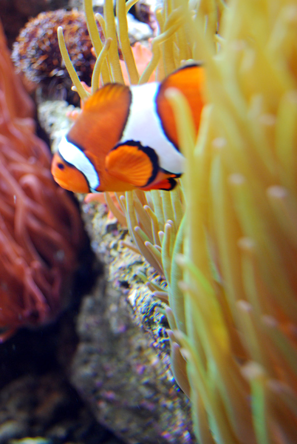 Exhibits at the Aquarium