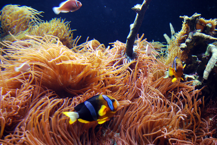Exhibits at the Aquarium