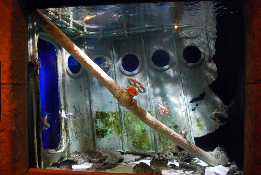 Exhibits at the Aquarium
